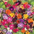 Climbing Vine Mix Seed Pack – 150 Seeds for Garden Trellises, Arbors & Vertical Gardens – Colorful, Multi-Species Climbers