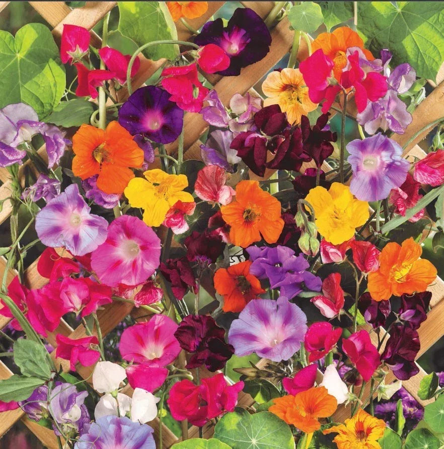Climbing Vine Mix Seed Pack – 150 Seeds for Garden Trellises, Arbors & Vertical Gardens – Colorful, Multi-Species Climbers