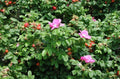 Seaside Pink Rose Seeds – Rosa Rugosa Fruit Shrub with Pink Blooms – Coastal Garden Plant, 30+ Seeds, Hardy, Drought-Resistant