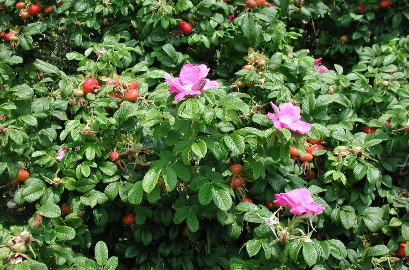 Seaside Pink Rose Seeds – Rosa Rugosa Fruit Shrub with Pink Blooms – Coastal Garden Plant, 30+ Seeds, Hardy, Drought-Resistant