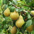 Bartlett Pear Tree Seeds, Pyrus communis, European Williams Green Pear, Fruit Tree Seeds, Garden Planting Kit, Fast Shipping