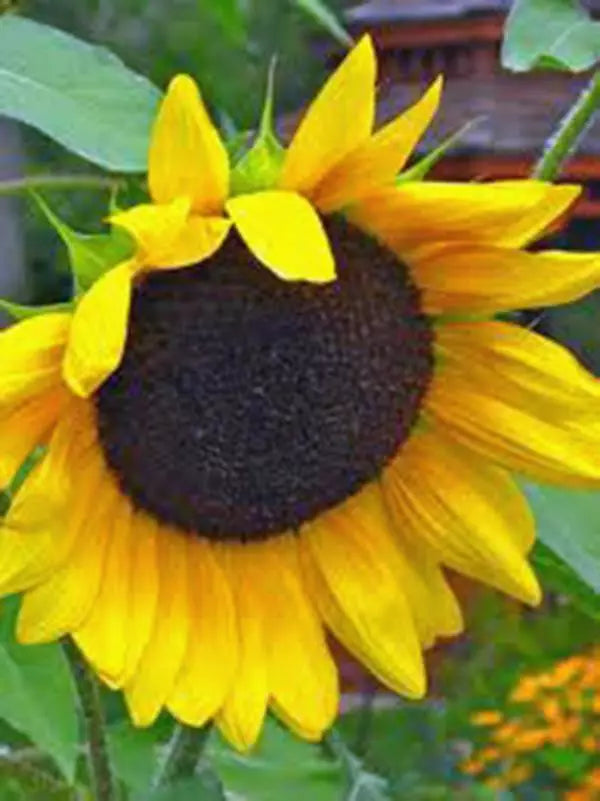 Golden Sunflower Seeds - 100 Count, Helianthus annuus, Easy to Grow, Non-GMO Gardening Seeds for Brightening Gardens and Borders