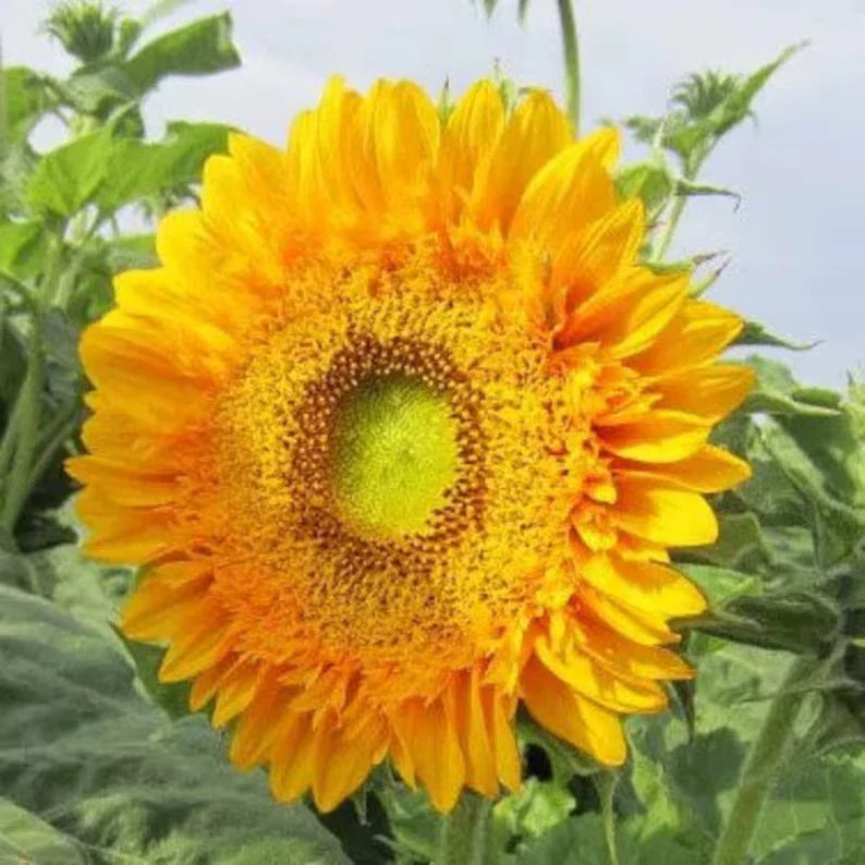 Organic Double Sunflower Seeds - Helianthus annuus, 20 Pack, Vibrant Yellow Blooms, Attract Pollinators, Easy to Grow, Ships Free USA