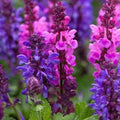 Pink Purple Salvia Seeds - Perennial Flower Seeds for Hummingbirds - Salvia nemorosa, Easy to Grow, Attracts Pollinators