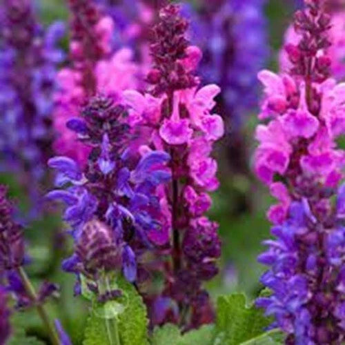 Pink Purple Salvia Seeds - Perennial Flower Seeds for Hummingbirds - Salvia nemorosa, Easy to Grow, Attracts Pollinators