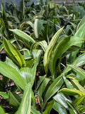 Variegated Aspidistra Plants - 5 Pack | Aspidistra elatior | Hardy Cast Iron Indoor Outdoor Plants