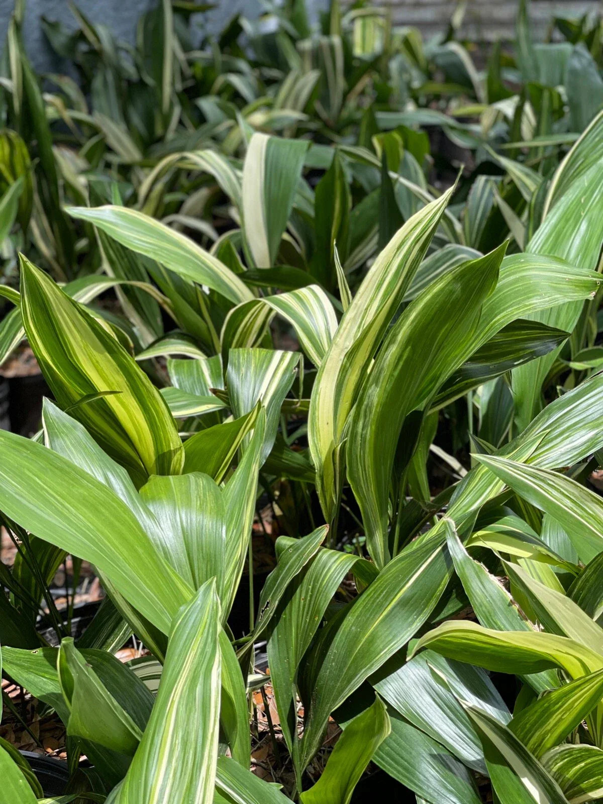 Variegated Aspidistra Plants - 5 Pack | Aspidistra elatior | Hardy Cast Iron Indoor Outdoor Plants