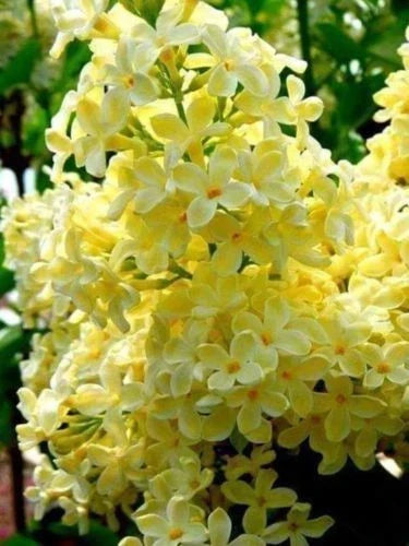 Yellow Lilac Seeds - Perennial Flower Seeds for Fragrant Blooms - Syringa vulgaris 'Yellow' - 25 Pack