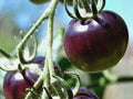 Organic Black Plum Tomato Seeds - Heirloom, Non-GMO, 25 Pack, Solanum lycopersicum, Perfect for Gardens in Virginia
