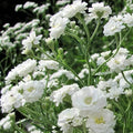 Baby's Breath Seeds - Snowflake Perennial Heirloom Non-GMO Cut Flowers - Gypsophila paniculata, White, 100 Seeds