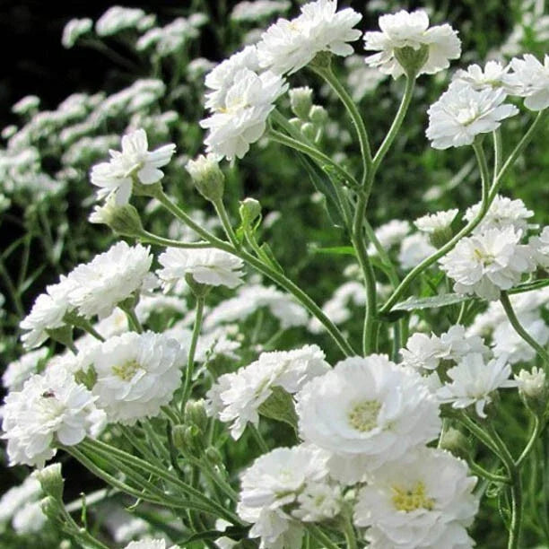 Baby's Breath Seeds - Snowflake Perennial Heirloom Non-GMO Cut Flowers - Gypsophila paniculata, White, 100 Seeds