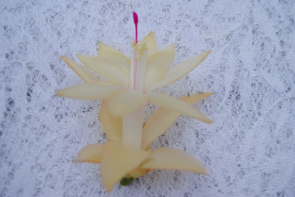 Christmas Cactus Starter Plant - Comet Schlumbergera Truncata - Indoor Succulent for Holiday Decor