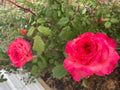 Portlandia Climbing Rose Cuttings - 4 Live Flowering Shrub Propagation for Vertical Gardens, Pink & Red Blooms, Rosa 'Portlandia'