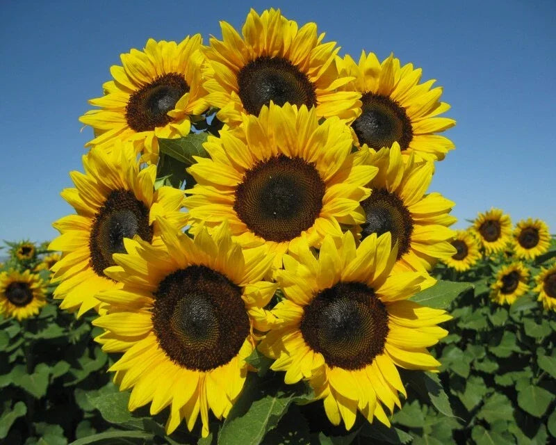 Sunflower Seeds - Pro Cut Brilliance Variety - Helianthus annuus - Large Golden Blooms, Easy Grow, Pollinator Attractant, 50 Seeds