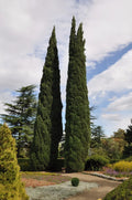 Italian Cypress Seeds - 25 Pack Cupressus sempervirens Mediterranean Evergreen Tree for Landscaping