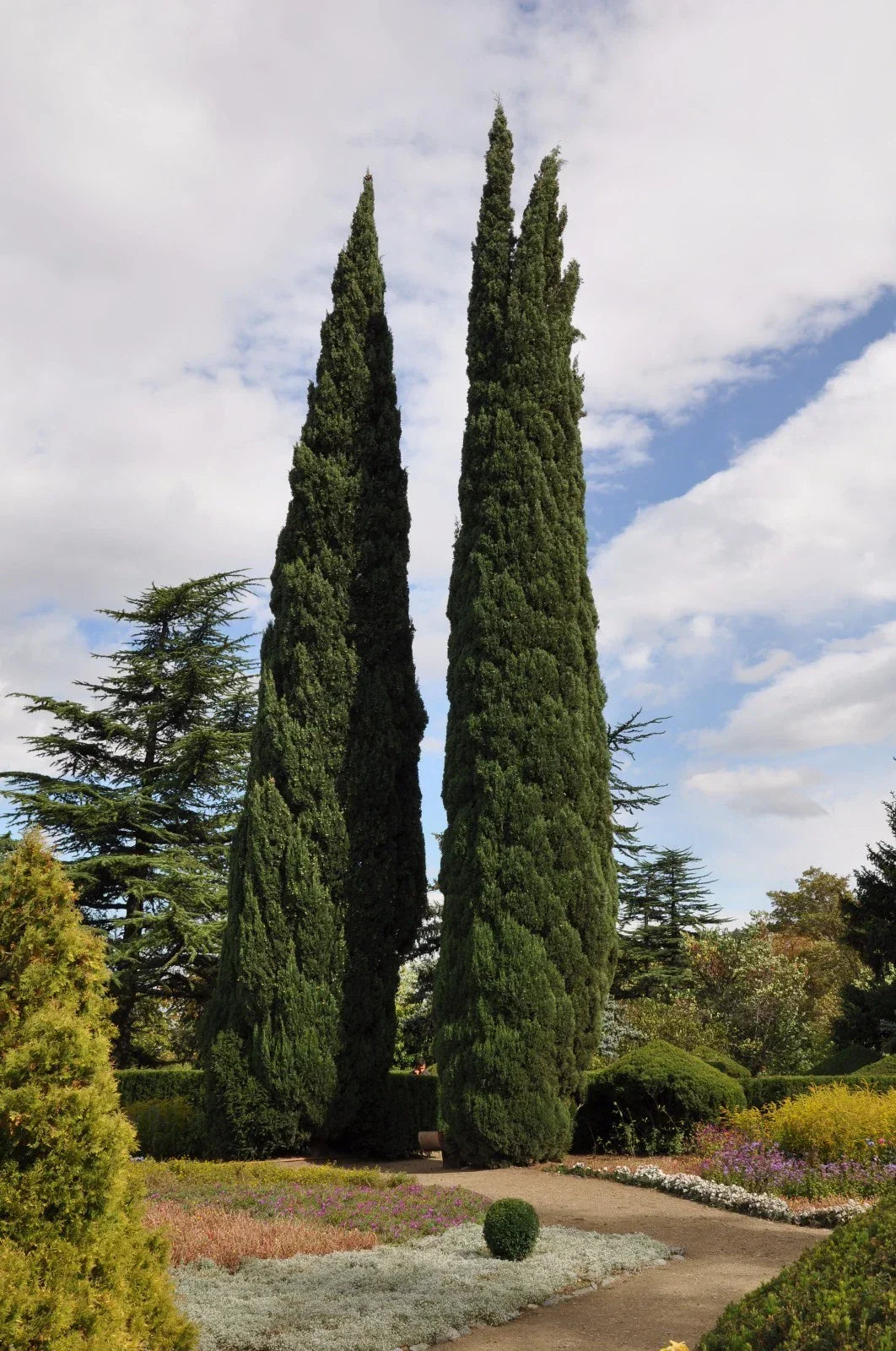 Italian Cypress Seeds - 25 Pack Cupressus sempervirens Mediterranean Evergreen Tree for Landscaping