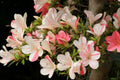 Azalea Starter Plant - Bi-Color Striped Blooms - Rhododendron 'Astronaut' - Deciduous Shrub for Garden, Border, or Container
