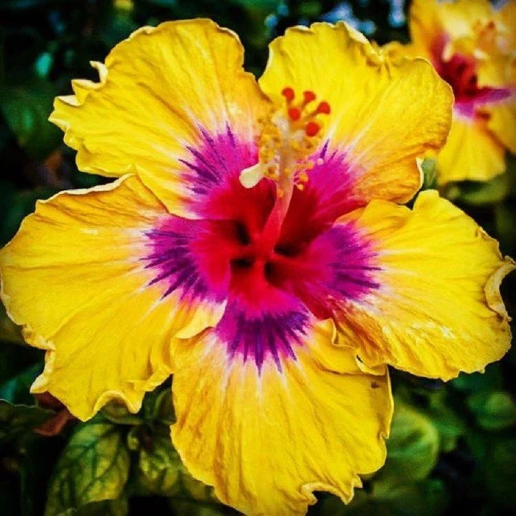 Yellow Pink Hibiscus Seeds - Perennial Tropical Flower Seeds for Garden, Container, or Border Planting - Hibiscus rosa-sinensis, 20 Pack