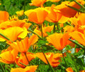 California Poppy Seeds – 300+ Orange Flower Garden Seeds – Eschscholzia californica – Easy to Grow, Attracts Pollinators, Full Sun
