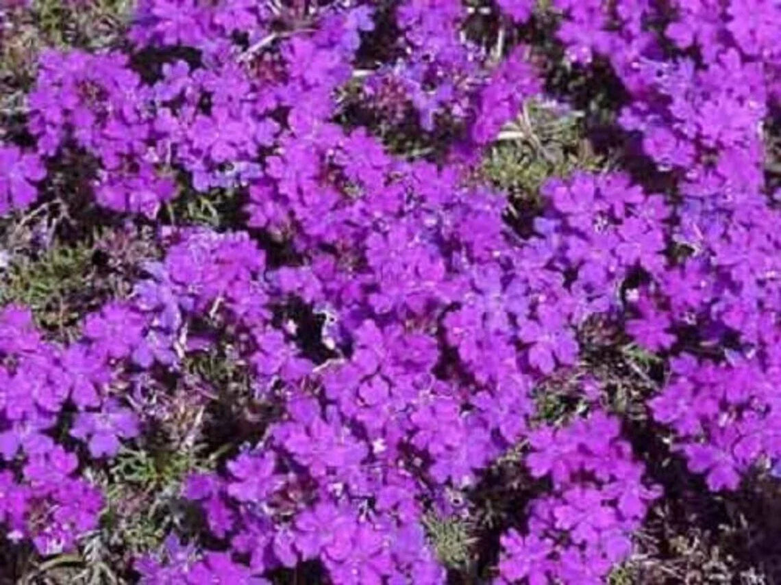 Purple Moss Verbena Seeds - 200+ Violet Annual Ground Cover Seeds - Verbena tenuisecta for Sunny Gardens and Borders