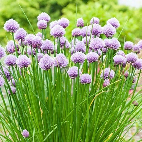 Chives Herb Seeds - 30 Fresh Allium schoenoprasum Seeds for Indoor & Outdoor Gardening, Organic, Non-GMO