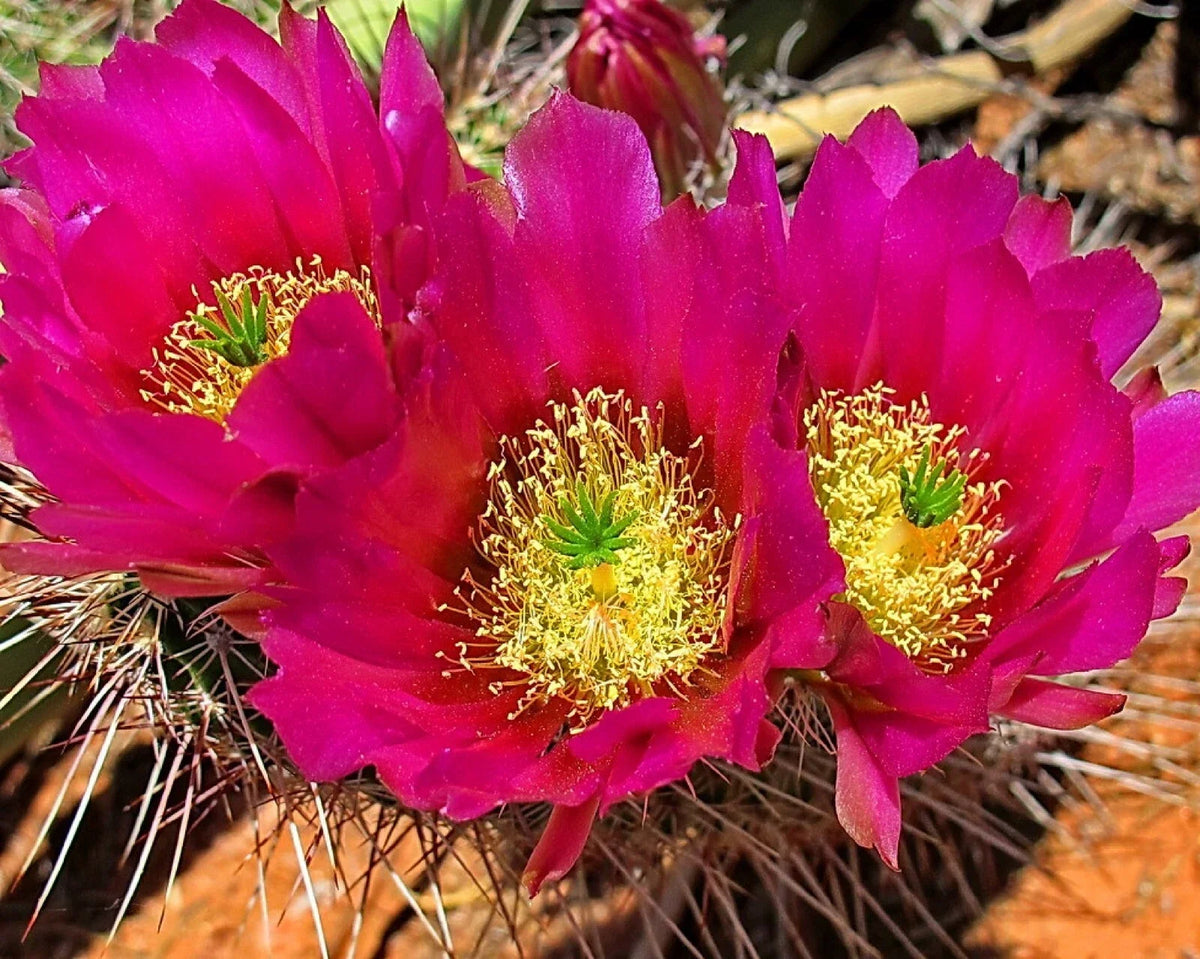 Strawberry Cactus Seeds - 25+ Vibrant Blooms - Echinocereus s. Succulent for Gardens & Indoor - Easy to Grow