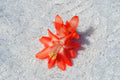 Christmas Cactus Starter Plant - Blushing Belle Schlumbergera Truncata - Well Rooted Indoor Succulent for Holiday Decor