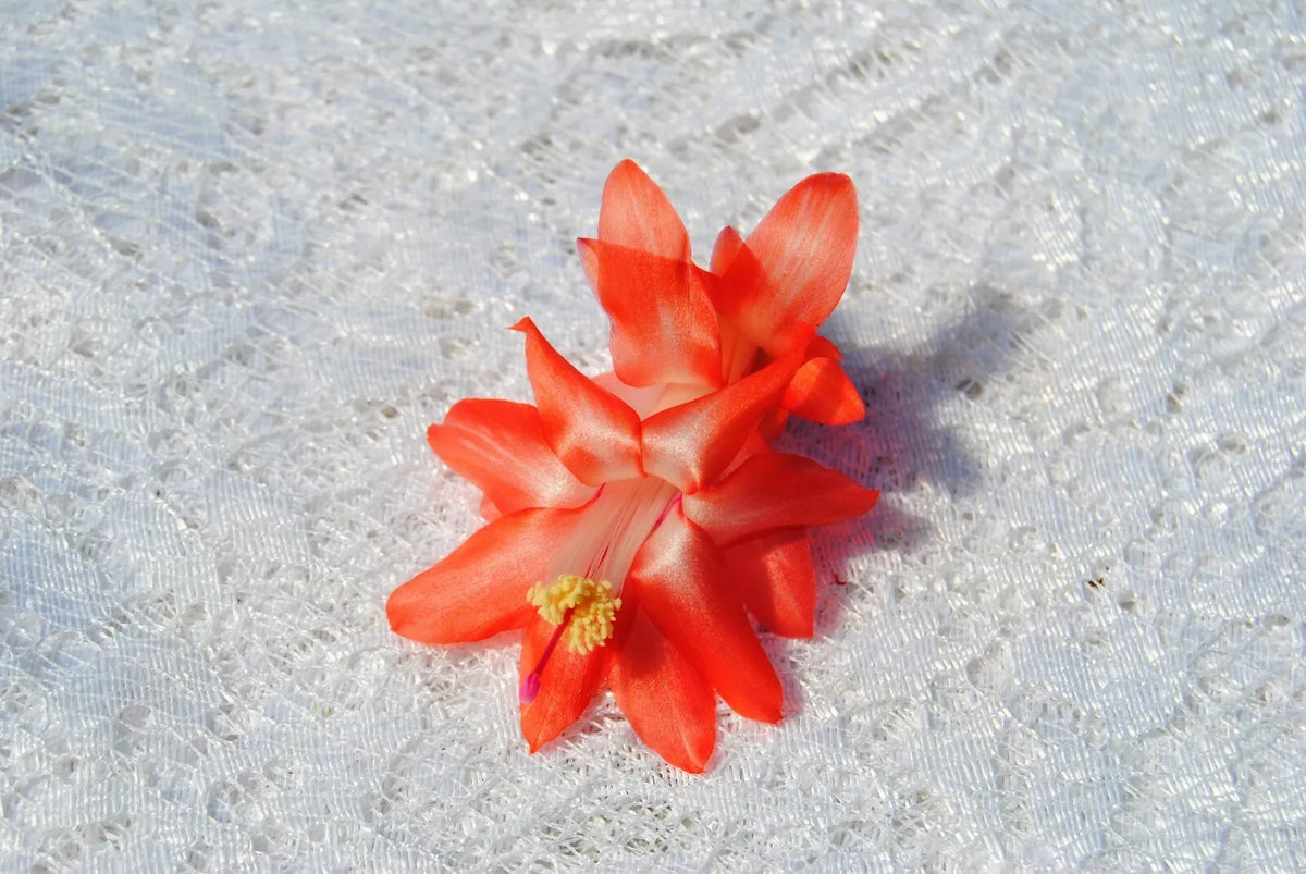 Christmas Cactus Starter Plant - Blushing Belle Schlumbergera Truncata - Well Rooted Indoor Succulent for Holiday Decor