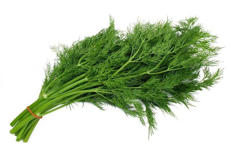 Bouquet Dill Seeds Pack 200+ Anethum graveolens Organic Herb Seeds for Culinary & Garden Use