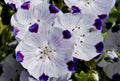 Five Spot Seeds Pack - 50 Fresh Diascia barberae Seeds for Gardens, Borders, Pollinator Attraction