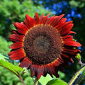 Sunflower Seeds 50 Count Non-GMO Helianthus annuus Red Sun Bronze Maroon Flowers for Garden, Pollinators, Cut Flowers