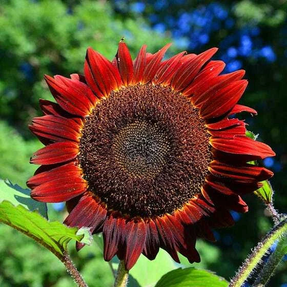 Sunflower Seeds 50 Count Non-GMO Helianthus annuus Red Sun Bronze Maroon Flowers for Garden, Pollinators, Cut Flowers