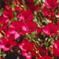 Organic Red Scarlet Flax Seeds - 200 Count, Bright Red Flowers, Non-GMO, Heirloom, USA Grown, Annual for Garden & Containers