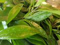 Hoya Pubicalyx Silver Splash Cutting - Tropical Exotic Wax Vine Indoor Plant, Air Purifier, Trailing Houseplant