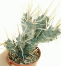 Tephrocaactus Articulatus Var. Papyracanthus Cutting - 2" Rare Cactus Pup, Unique Succulent for Collection