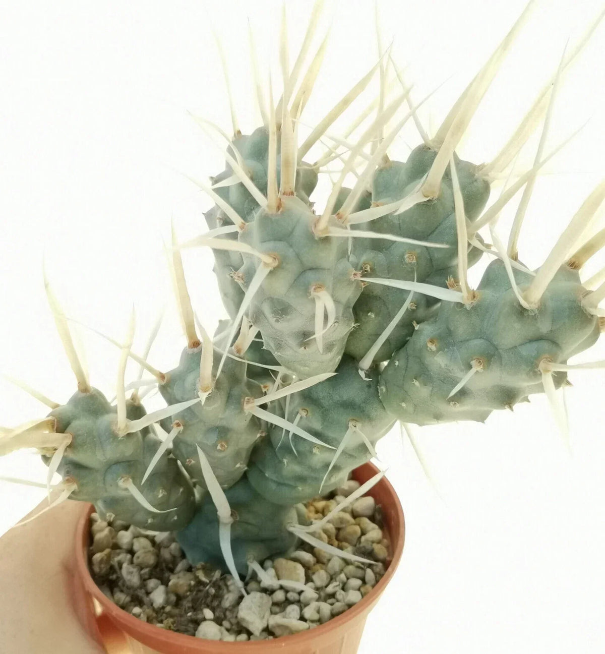 Tephrocaactus Articulatus Var. Papyracanthus Cutting - 2" Rare Cactus Pup, Unique Succulent for Collection