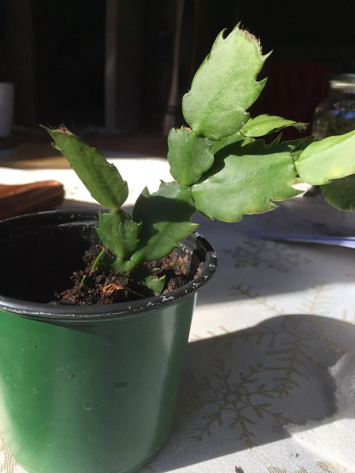 Christmas Cactus Plant, Potted, Fuchsia Blooms, Schlumbergera truncata, Well-Rooted, Indoor Decor