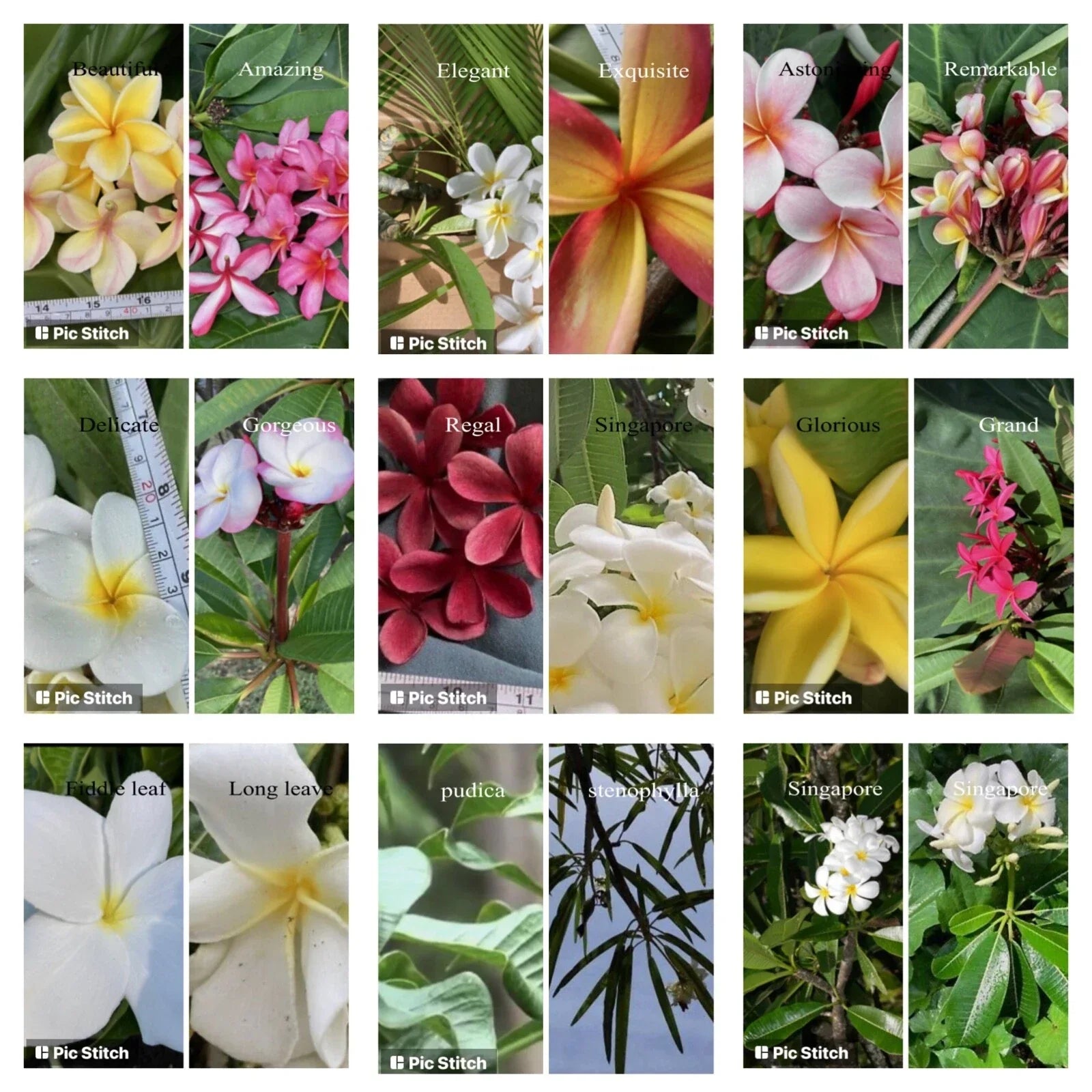 Plumeria Cutting - Hawaiian Grown Frangipani Temple Tree #2A for Gardens & Landscapes