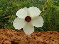 Pineland Hibiscus Seeds 25 Pack | Hibiscus Aculeatus Florida Native Flowering Plant for Gardens & Pollinators