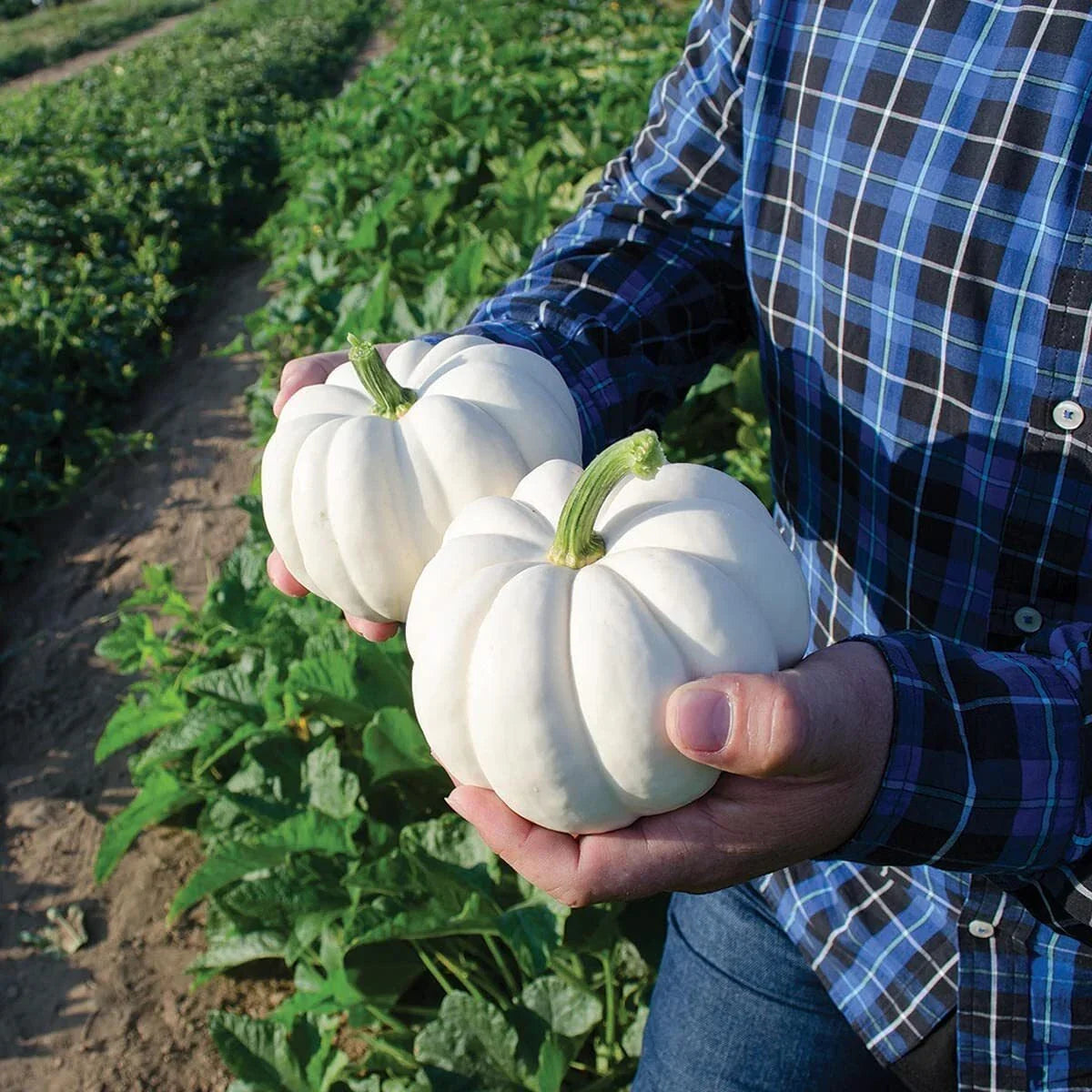 Small White Pumpkin Seeds 20 Pack Casperita Non-GMO for Decor and Garden Planting Cucurbita pepo