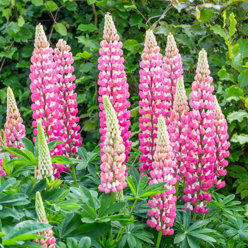 Chatelaine Lupine Seeds – Non-GMO Flower Seeds with Colorful Blooms – Lupinus polyphyllus, Perennial, Full Sun, 25 Seeds