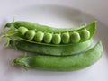 Progress #9 Pea Seeds - Non-GMO Pisum sativum for Home Garden, Bountiful Harvest, Climbing, High Germination