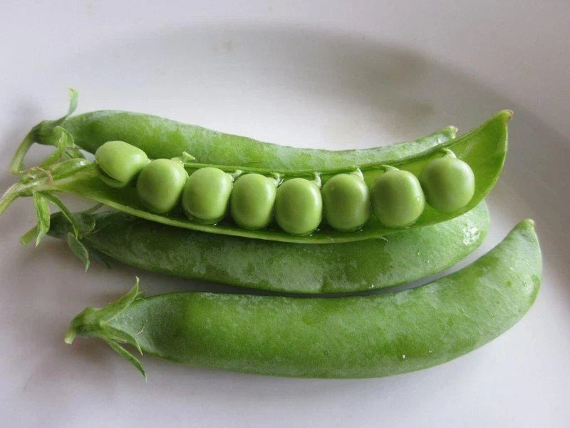 Progress #9 Pea Seeds - Non-GMO Pisum sativum for Home Garden, Bountiful Harvest, Climbing, High Germination
