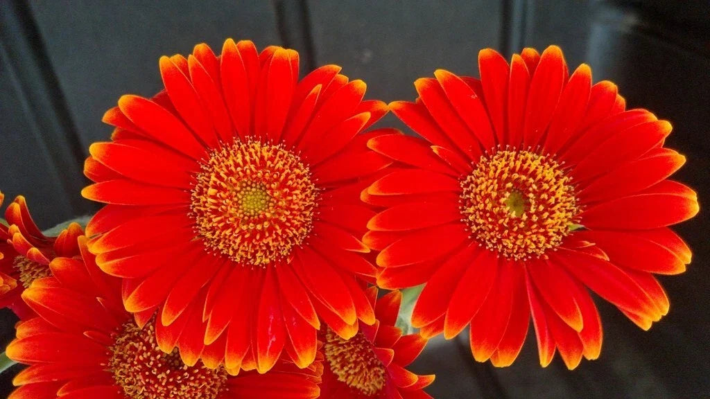 Red & Yellow Gerbera Daisy Seeds - 200+ Pack, Gerbera jamesonii, Garden Flower Seeds for Beds & Containers