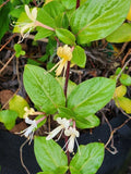 HALL'S Honeysuckle Plants – 4-5 Cups, White & Yellow Flowers, Japanese Lonicera, Fragrant Vines for Garden Borders & Trellises
