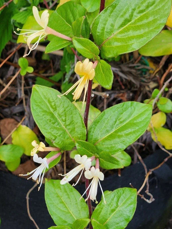 HALL'S Honeysuckle Plants – 4-5 Cups, White & Yellow Flowers, Japanese Lonicera, Fragrant Vines for Garden Borders & Trellises