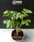American Elderberry Plants - Live 4-6 Inch Sambucus canadensis Shrubs for Gardens, Wildlife, and Berries
