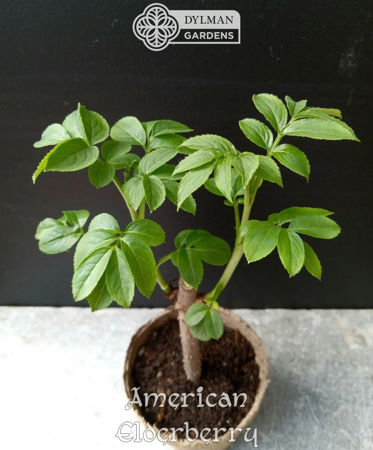 American Elderberry Plants - Live 4-6 Inch Sambucus canadensis Shrubs for Gardens, Wildlife, and Berries