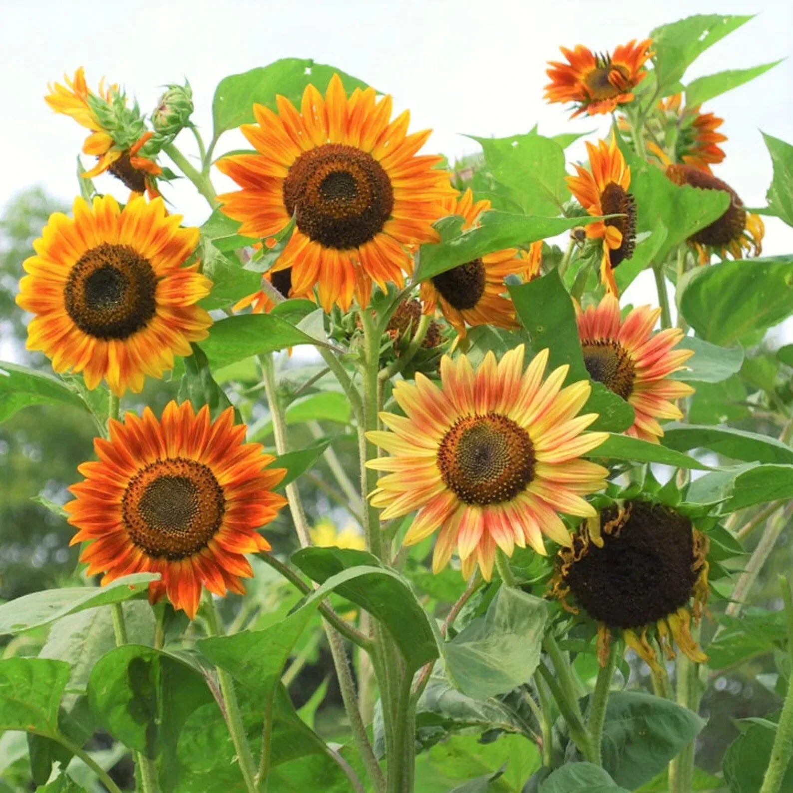Evening Sun Sunflower Seeds 50pcs Pack Bicolor Red Orange Yellow Helianthus Annuus Seeds