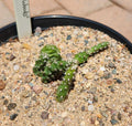 Rooted Cactus Plant - Opuntia Fragilis Brittle Prickly Pear - Drought-Tolerant Succulent for Garden or Indoor Use